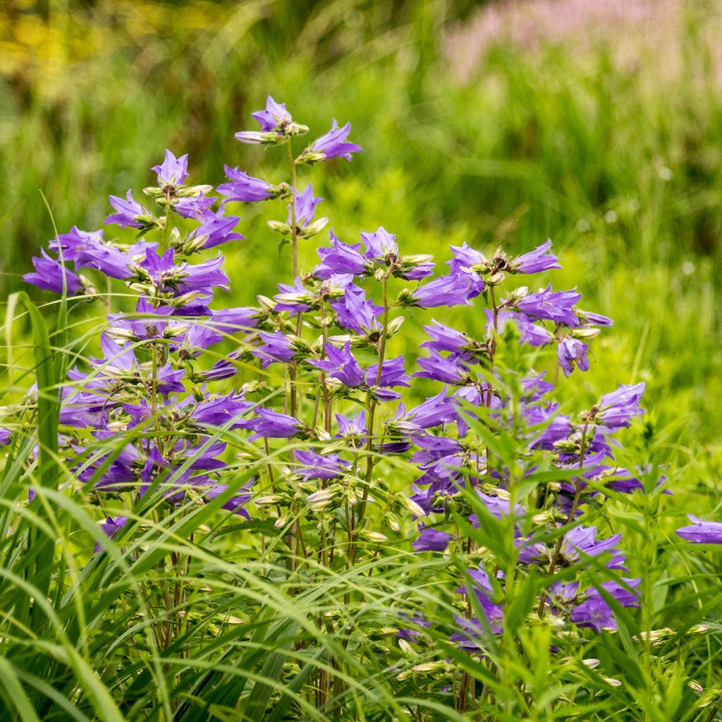Varsankello - Campanula trachelium