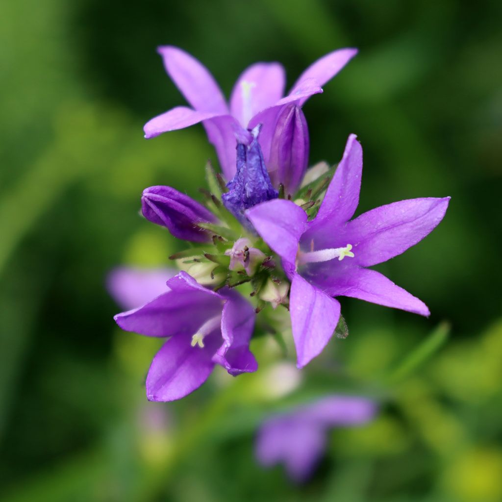 Varsankello - Campanula trachelium