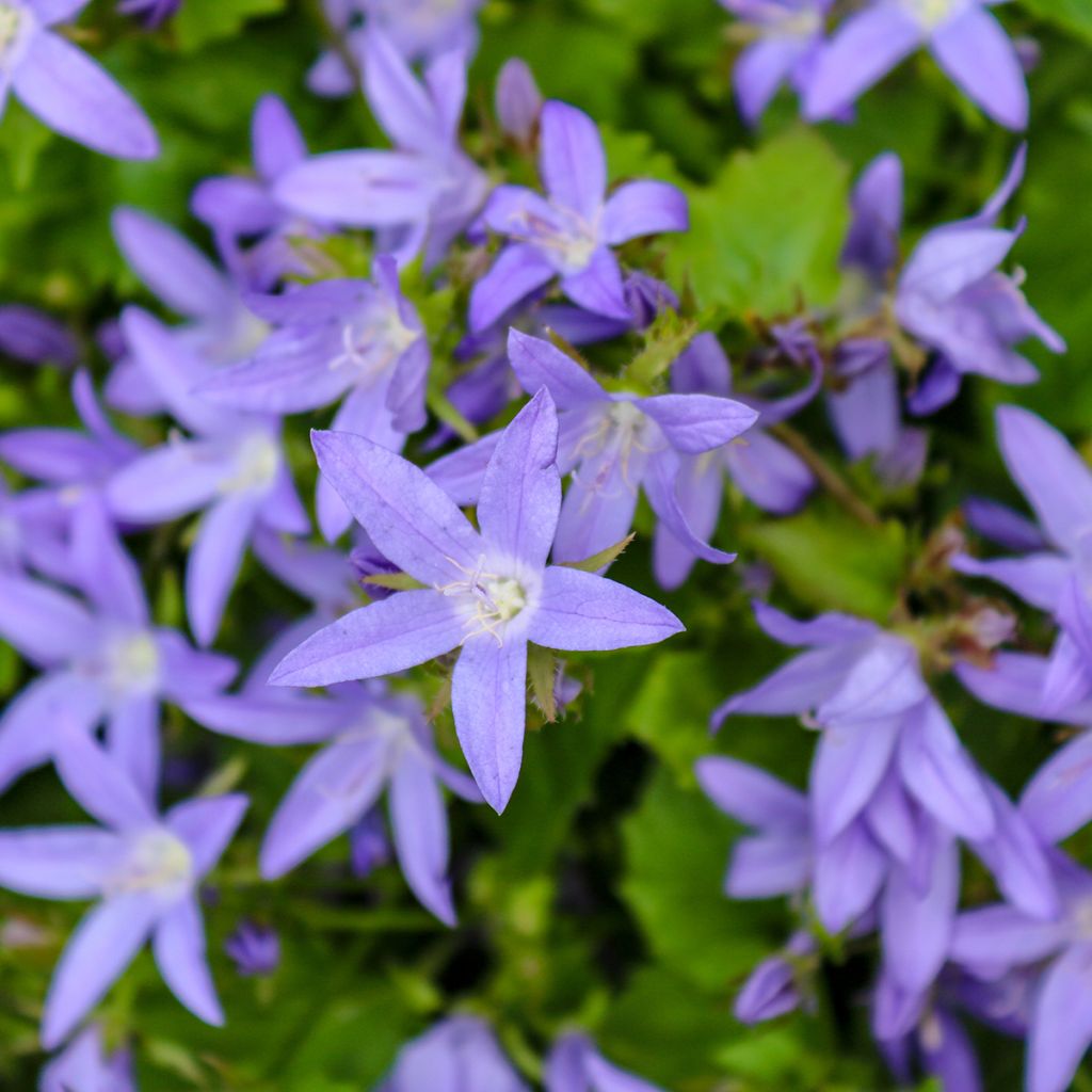Tähtikello (siemenet) - Campanula poscharskyana