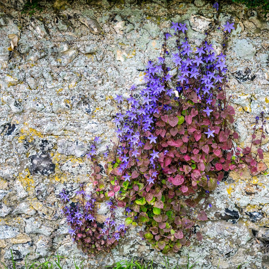 Tähtikello (siemenet) - Campanula poscharskyana