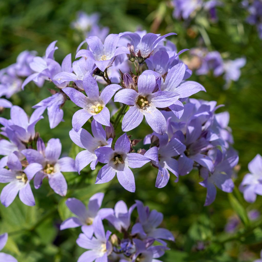 Peurankello Superba