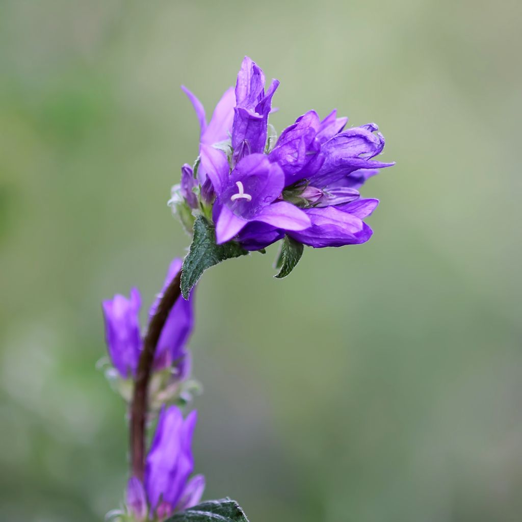 Peurankello Superba