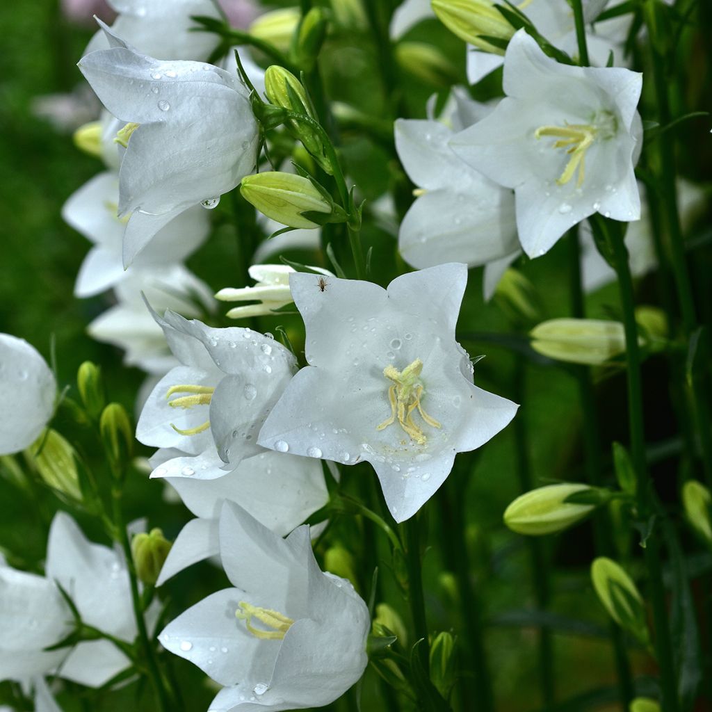 Kurjenkello Alba