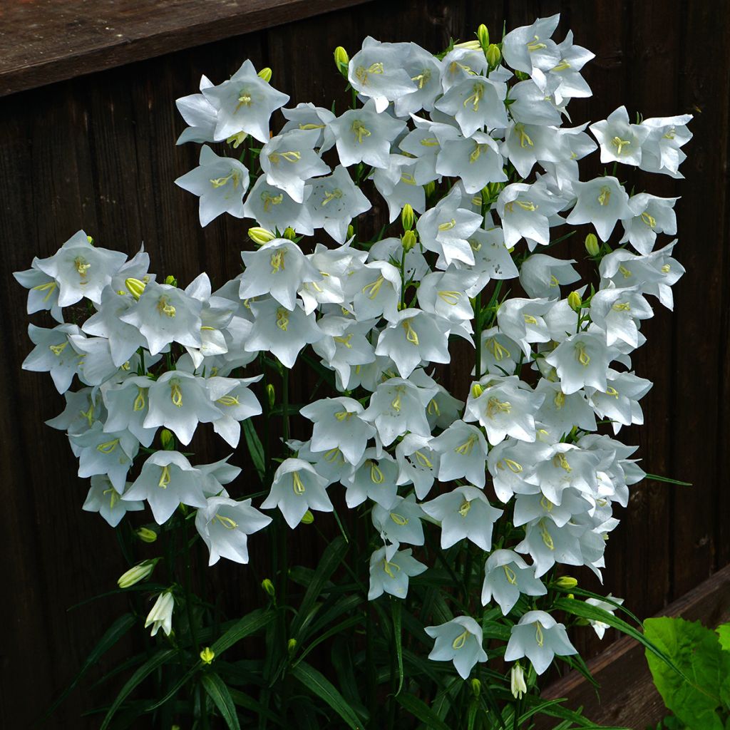 Kurjenkello Alba