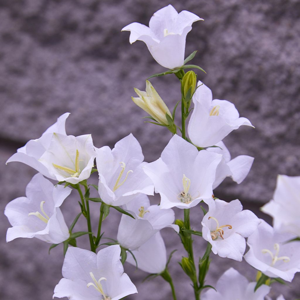 Kurjenkello Alba