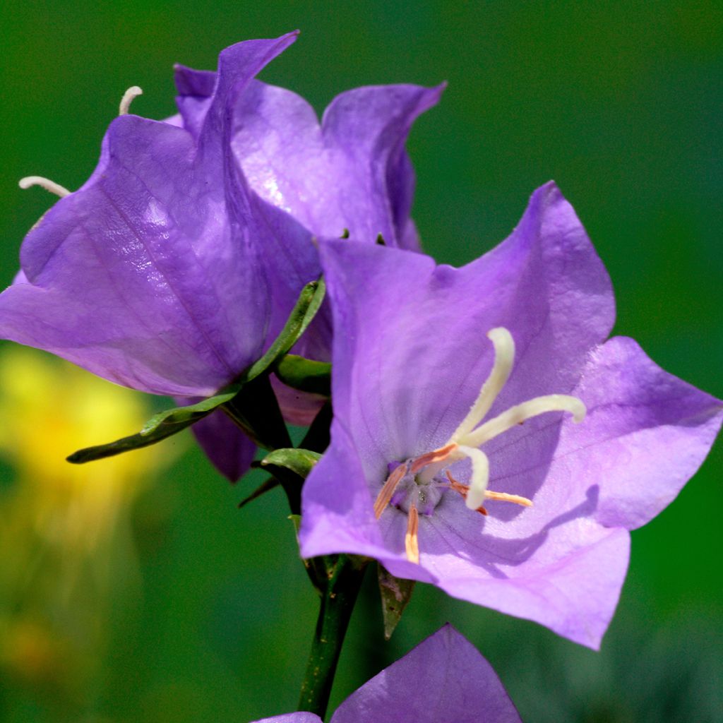 Kurjenkello - Campanula persicifolia