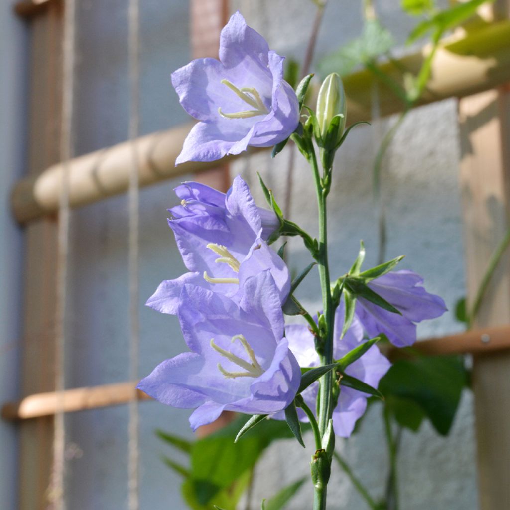 Kurjenkello - Campanula persicifolia