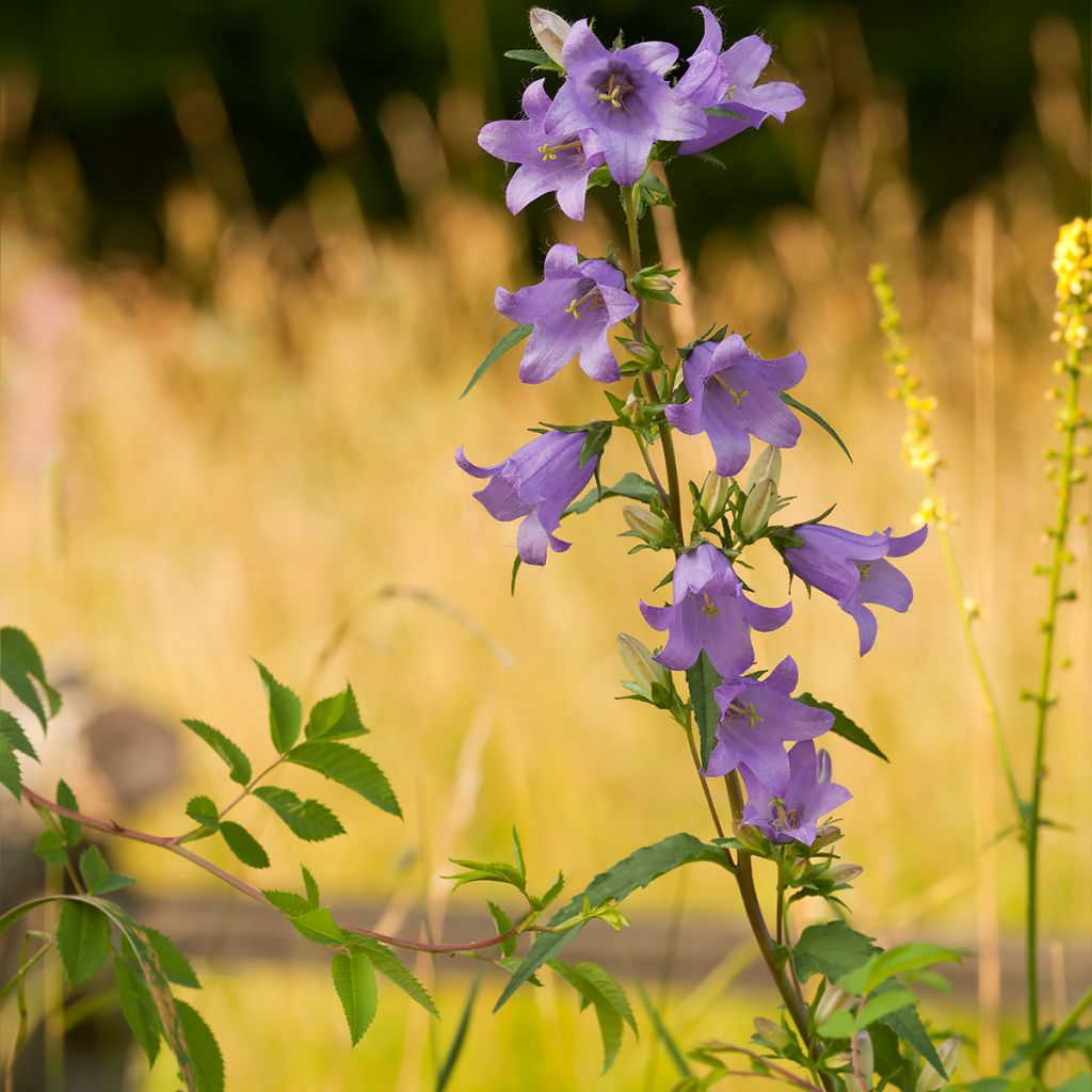Kurjenkello - Campanula persicifolia