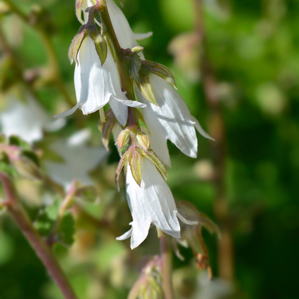Herttakello - Campanula alliariifolia