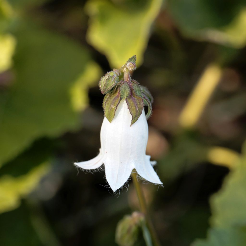 Herttakello - Campanula alliariifolia