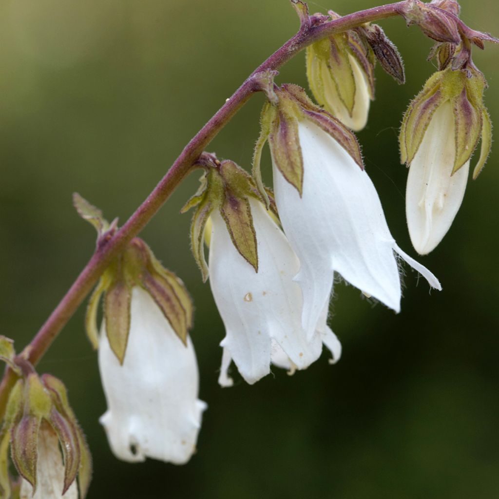 Herttakello - Campanula alliariifolia