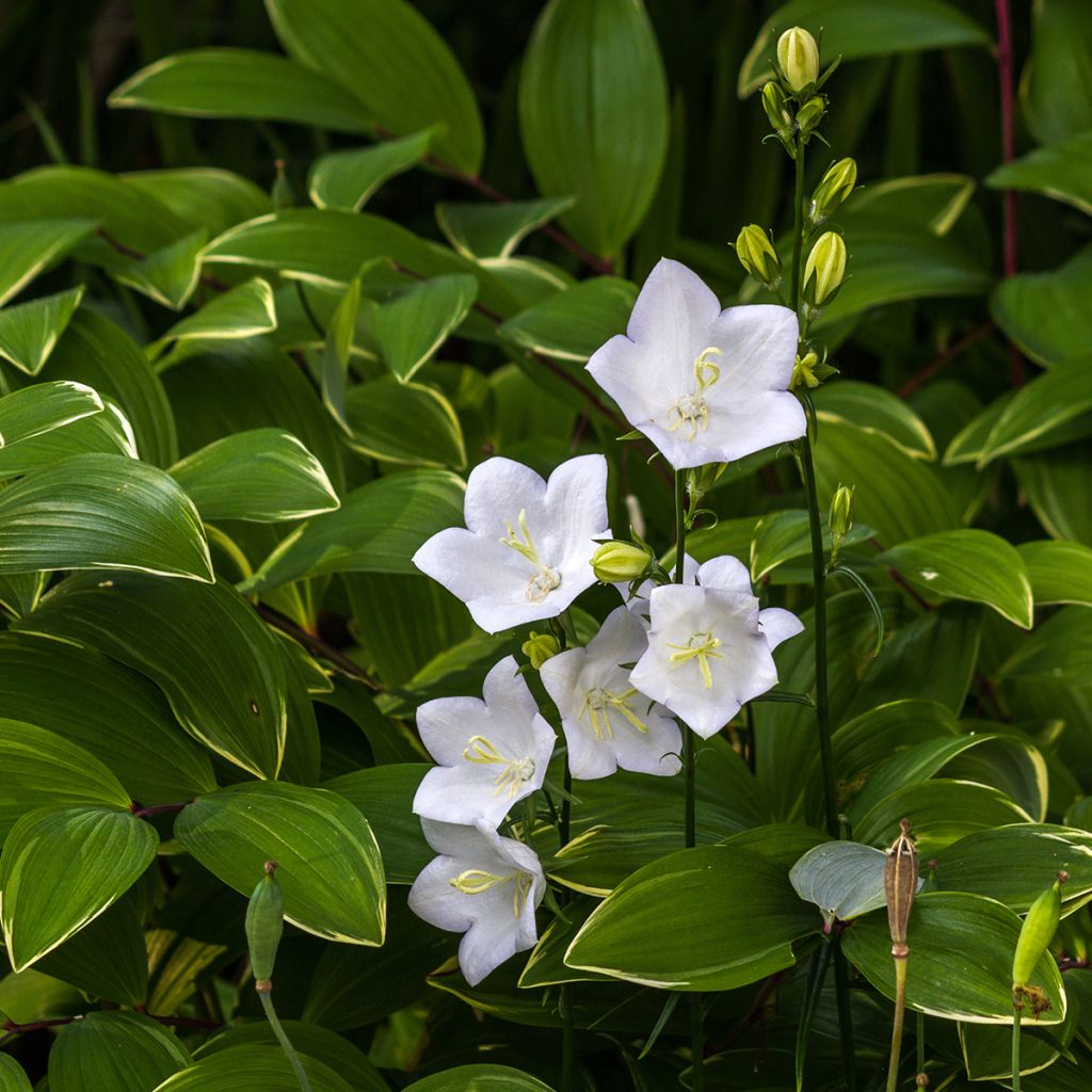 Karpaattienkello Alba