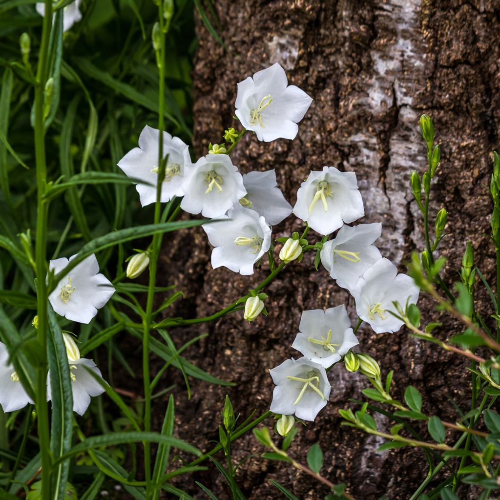 Karpaattienkello Alba