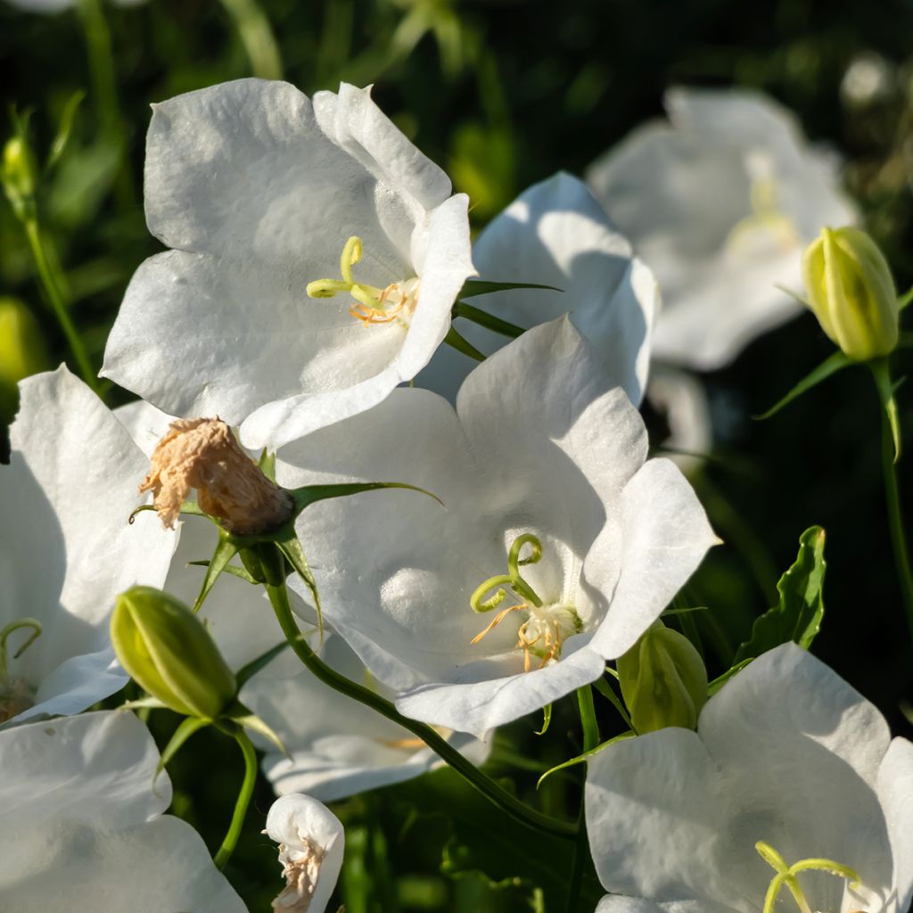 Karpaattienkello Alba