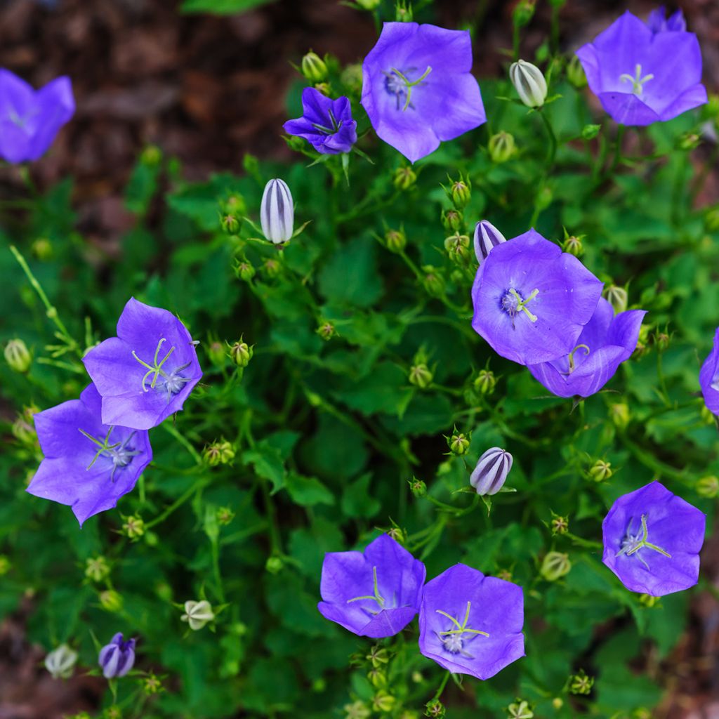 Karpaattienkello - Campanula carpatica
