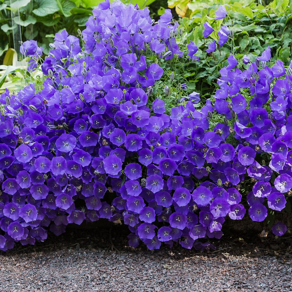 Karpaattienkello - Campanula carpatica