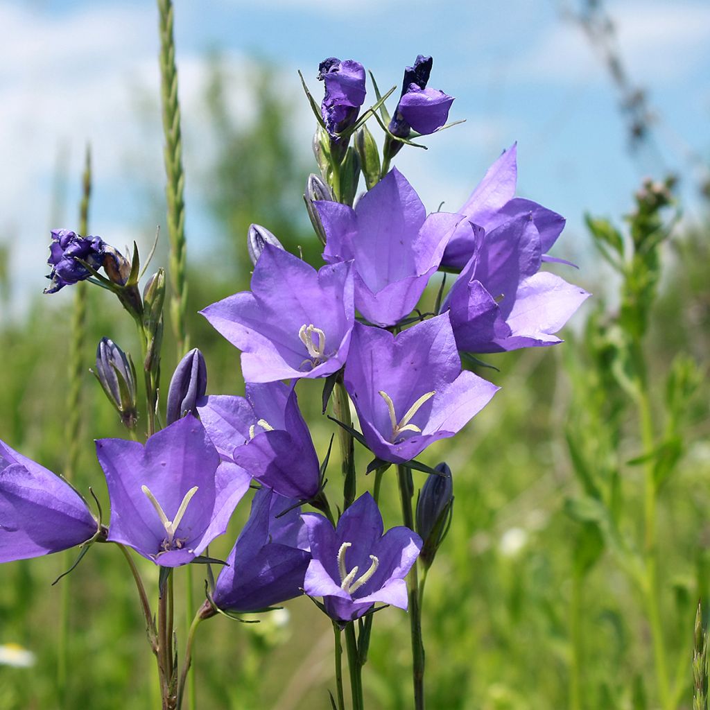 Karpaattienkello - Campanula carpatica