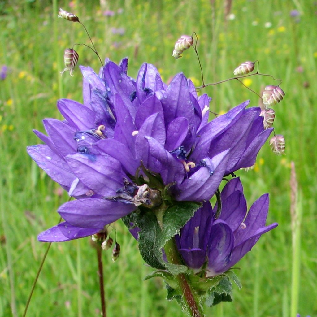 Peurankello var. dahurica