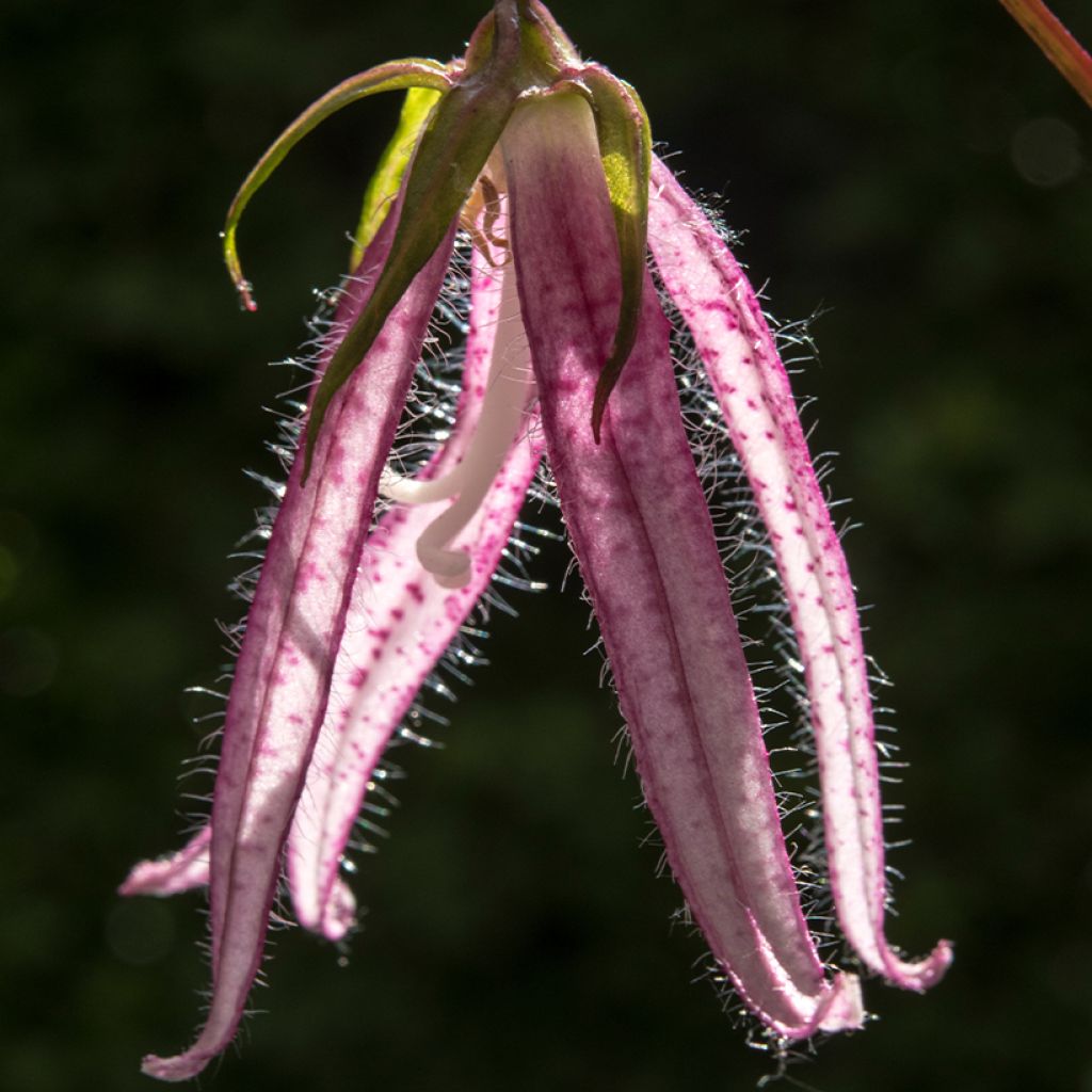 Täpläkello Pink Octopus