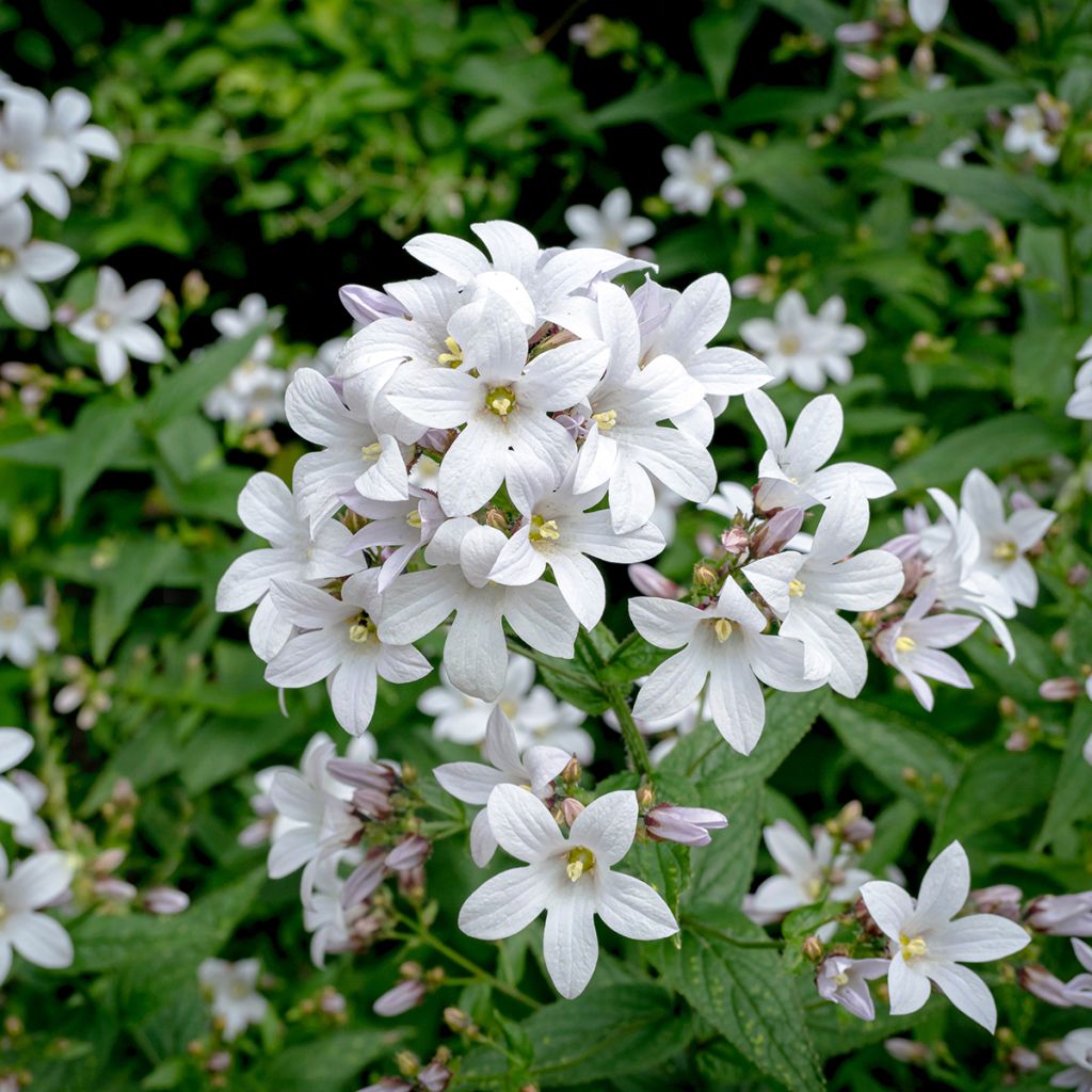 Maitokello Alba