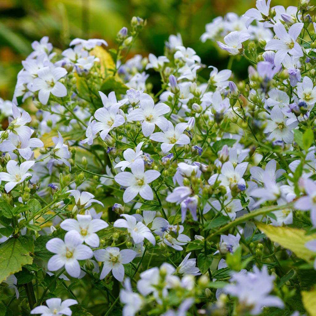 Maitokello - Campanula lactiflora