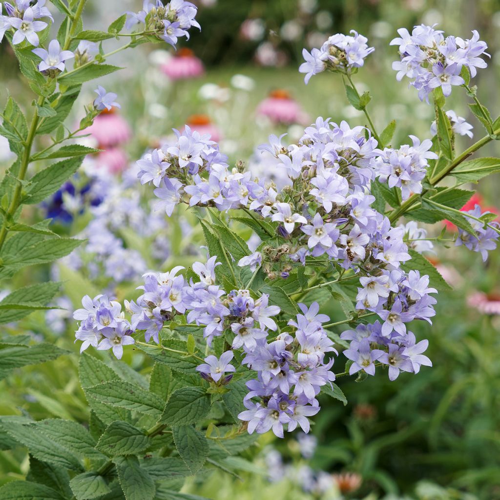 Maitokello - Campanula lactiflora