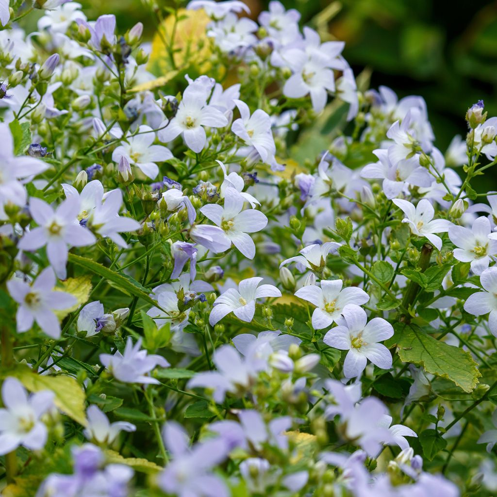 Maitokello - Campanula lactiflora