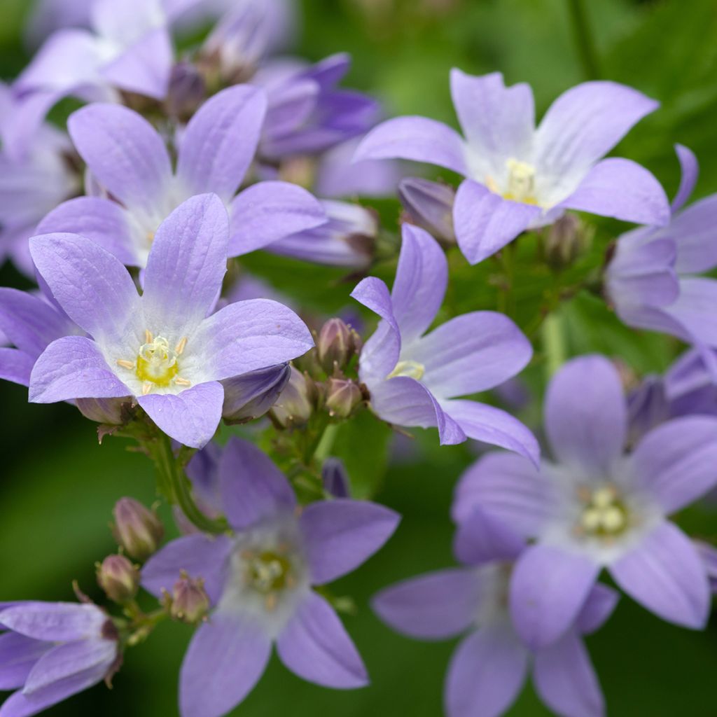 Maitokello - Campanula lactiflora