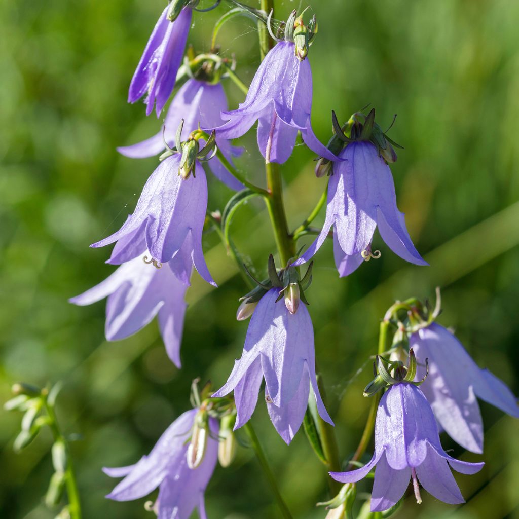 Ukonkello var. macrantha