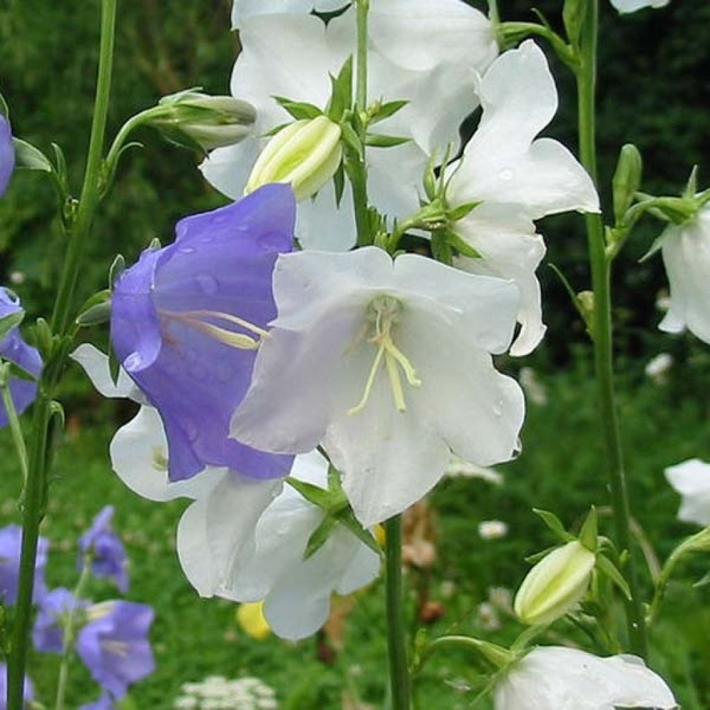 Kurjenkello Alba