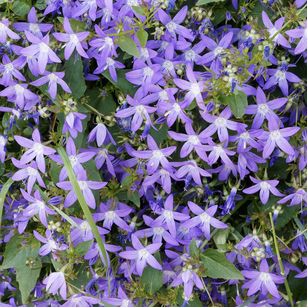 Tähtikello - Campanula poscharskyana