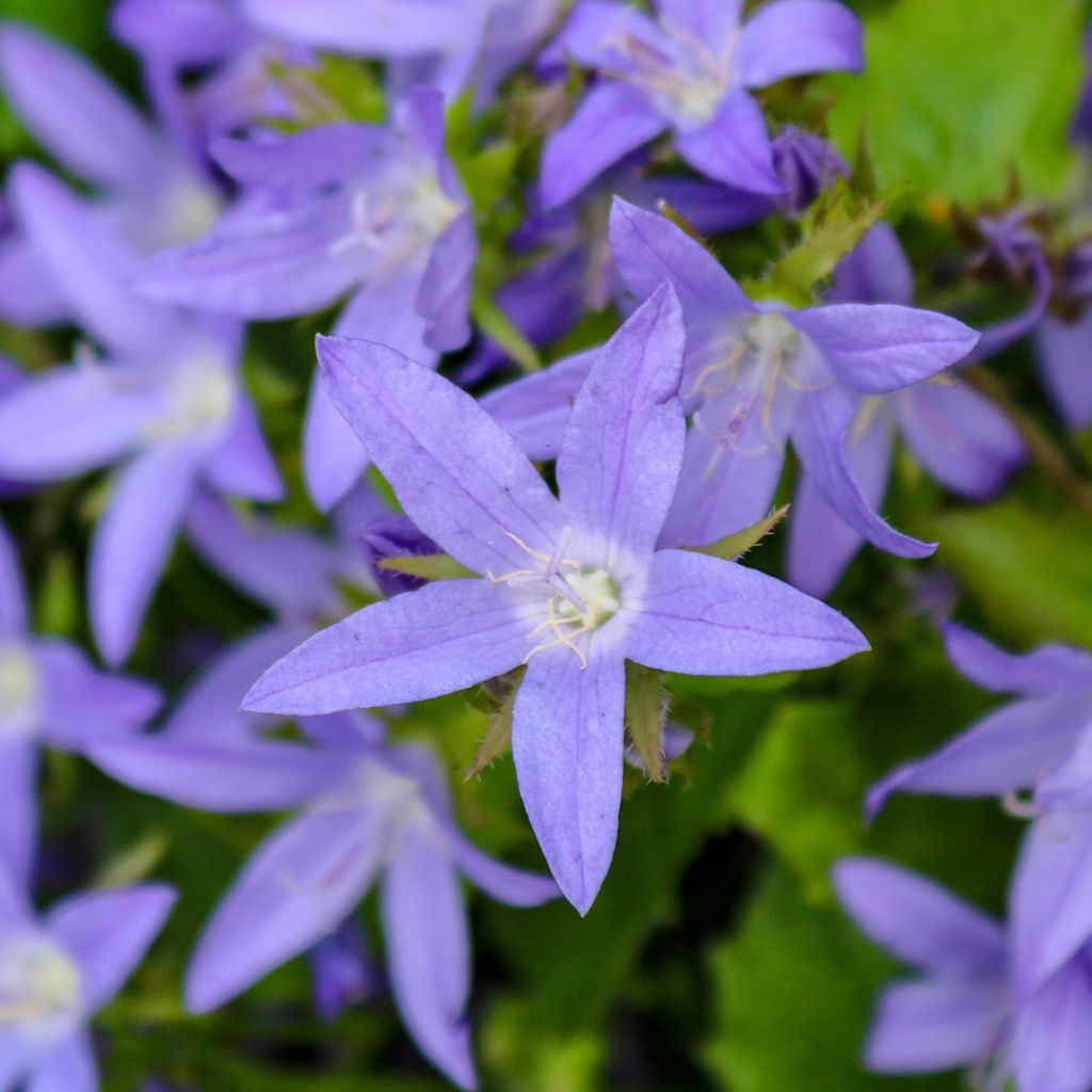 Tähtikello - Campanula poscharskyana