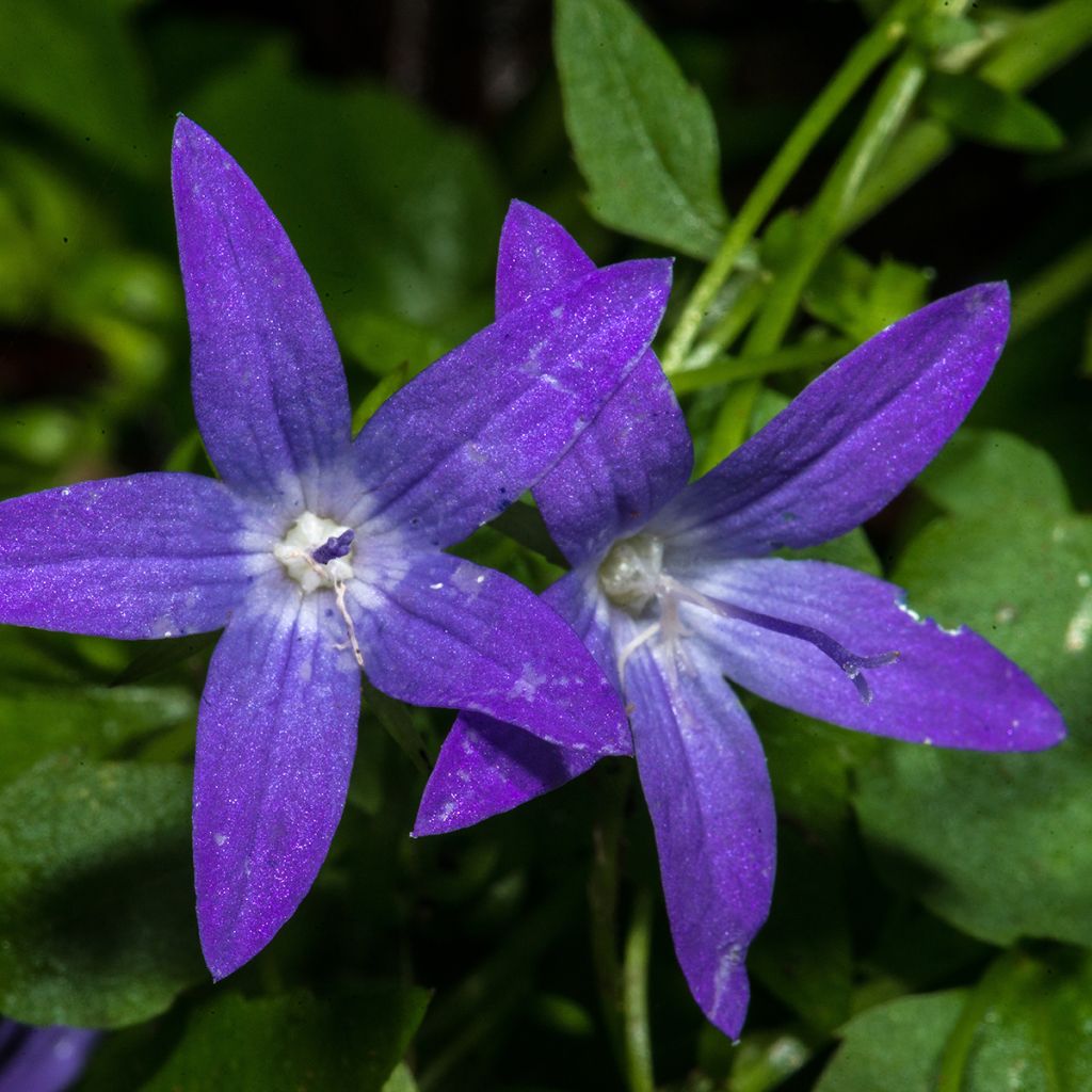 Tähtikello - Campanula poscharskyana