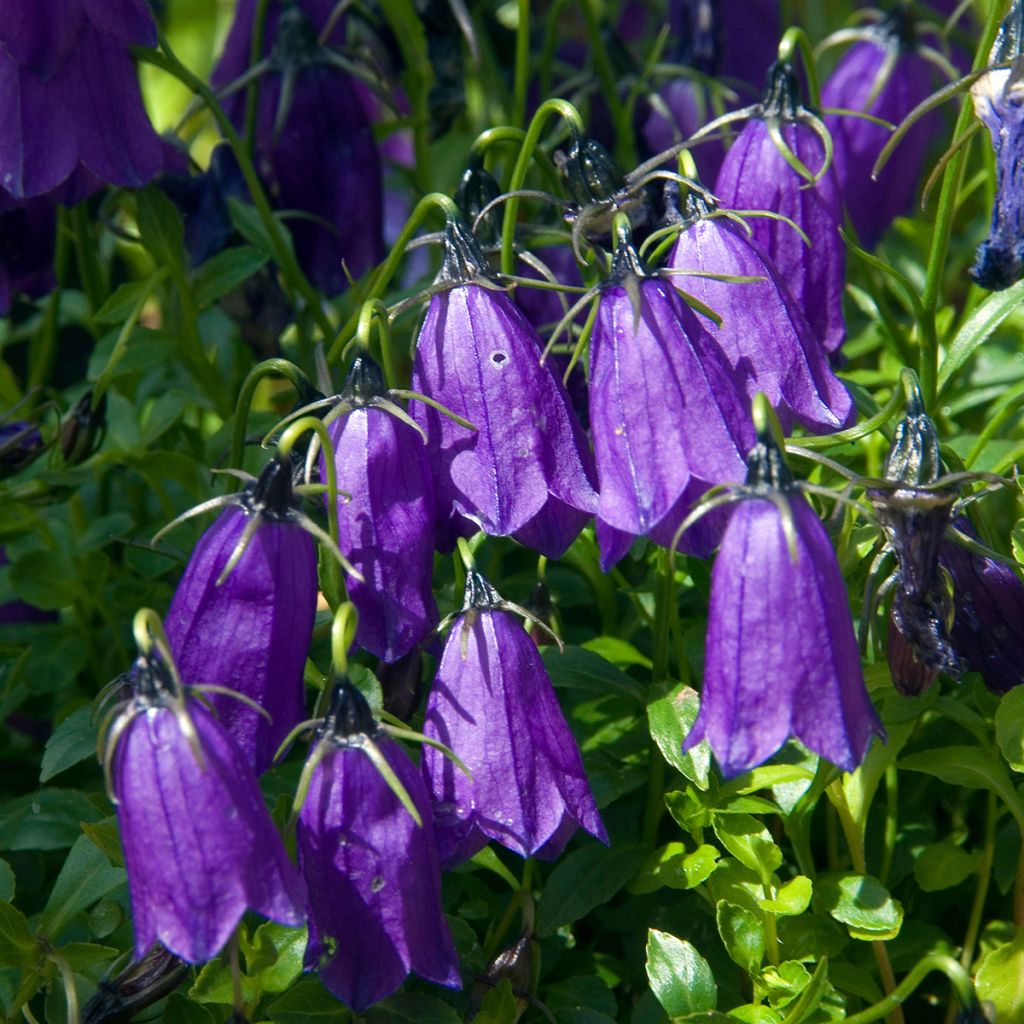 Itävallankello - Campanula pulla