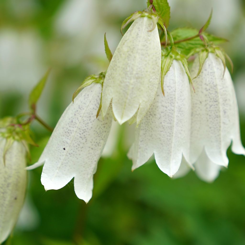 Täpläkello - Campanula takesimana