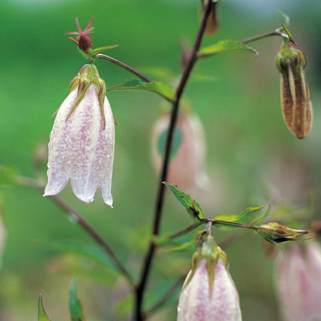 Täpläkello - Campanula takesimana