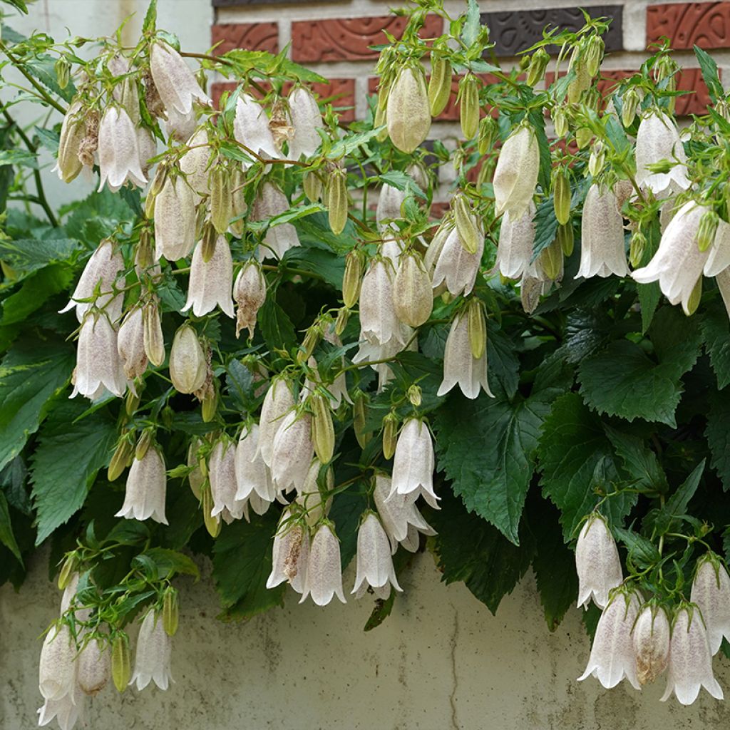 Täpläkello - Campanula takesimana