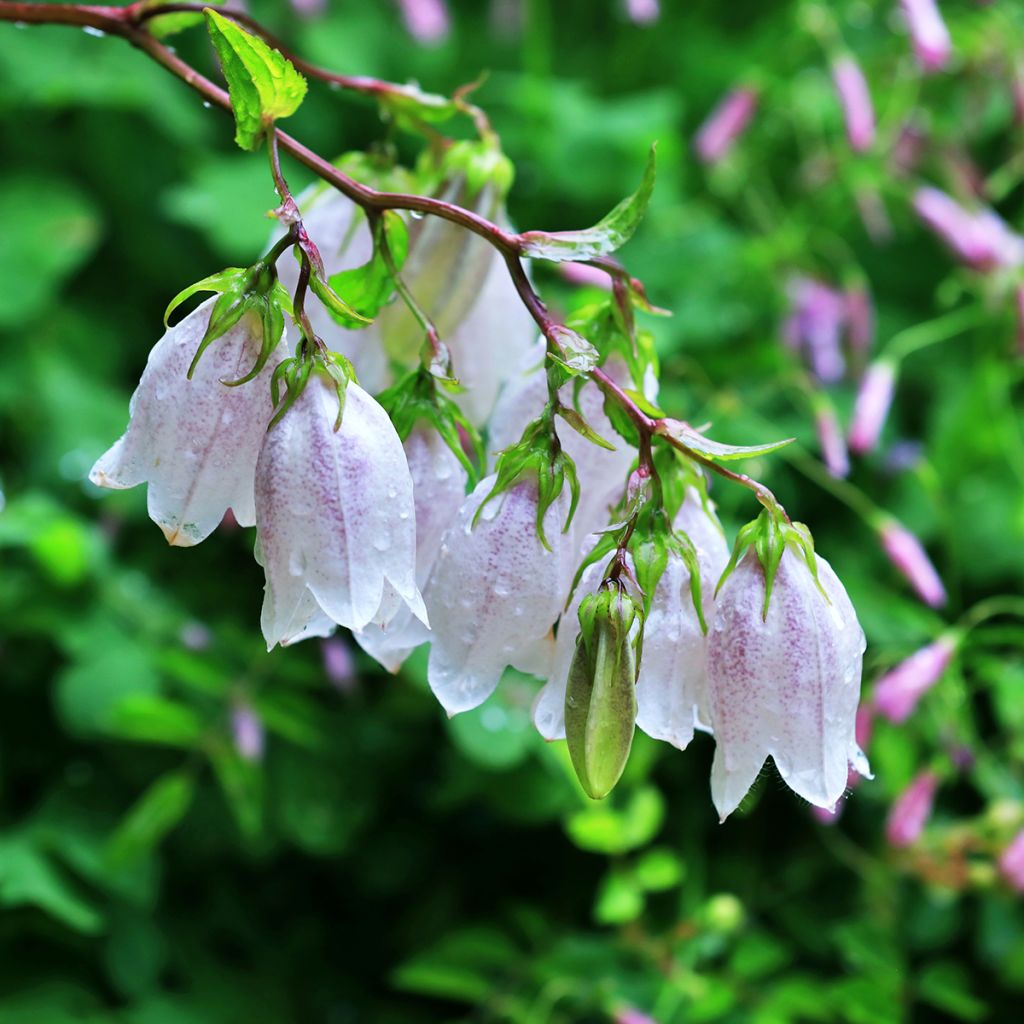 Täpläkello - Campanula takesimana