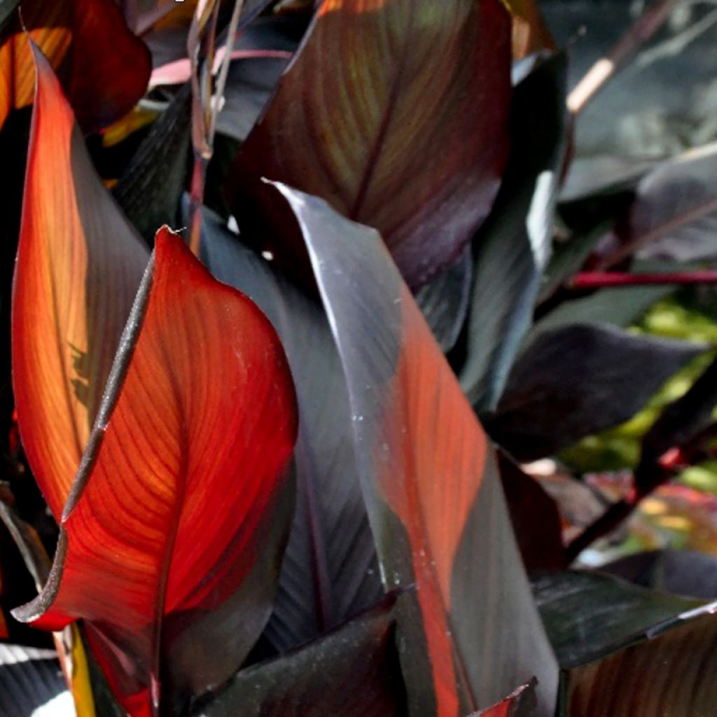Tarhakanna Australis