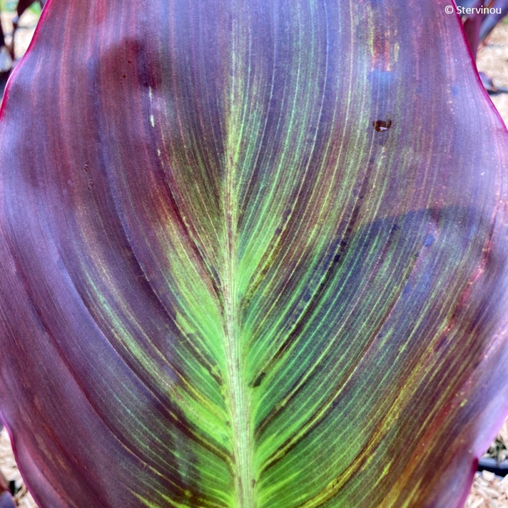 Tarhakanna Black Cleopatra