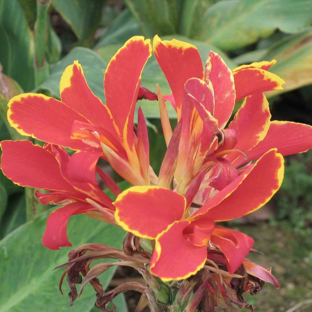 Tarhakanna Lucifer