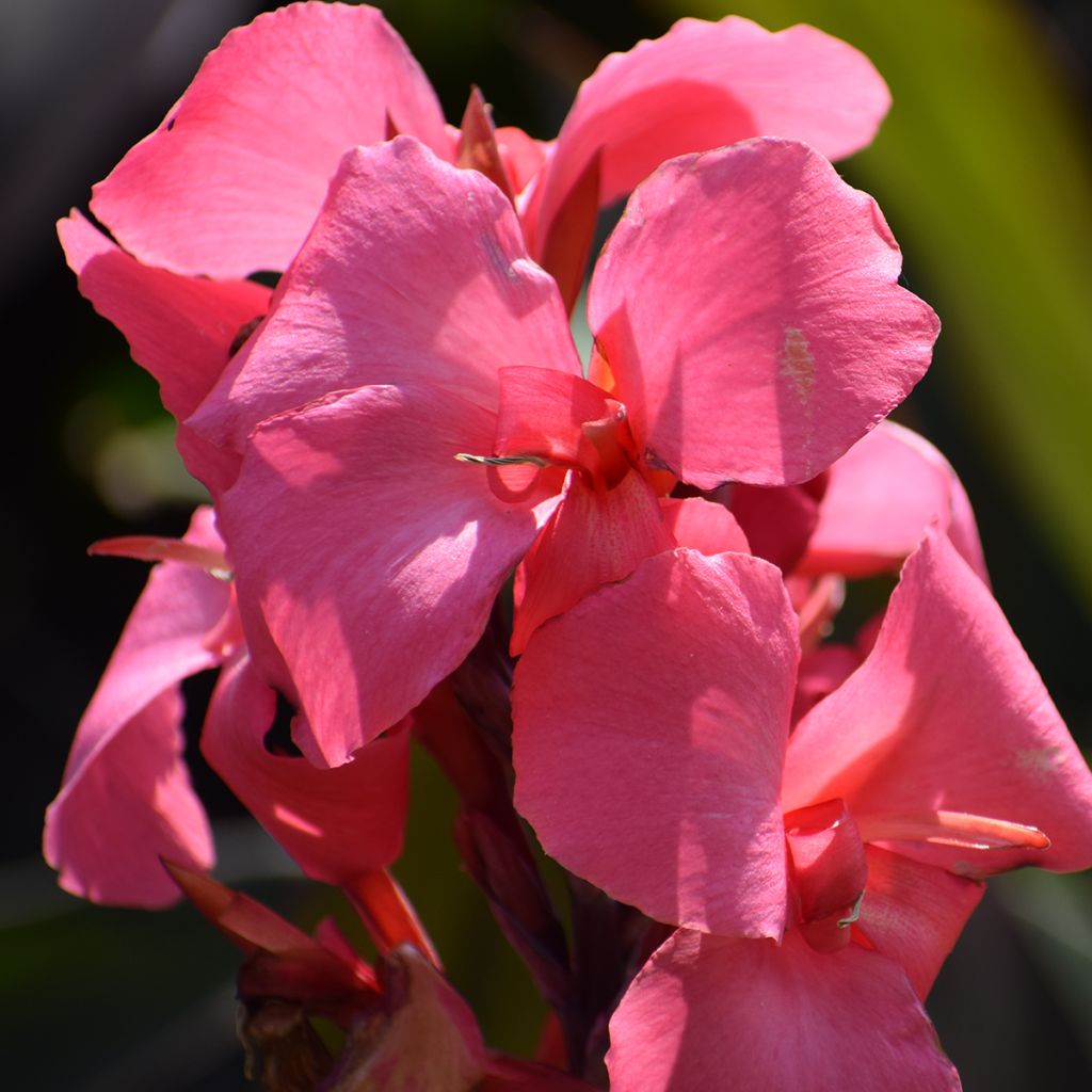 Intiankanna Pink and Roses