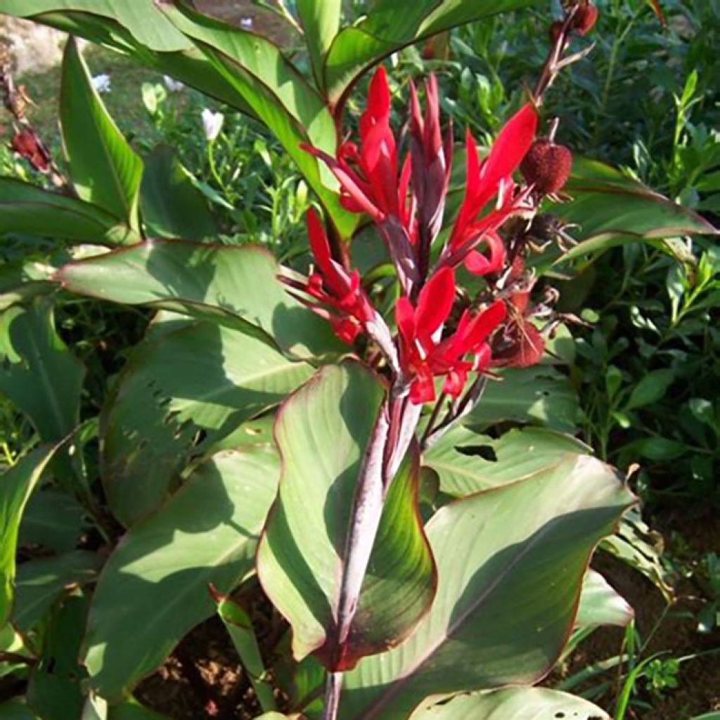 Tarhakanna - Canna edulis