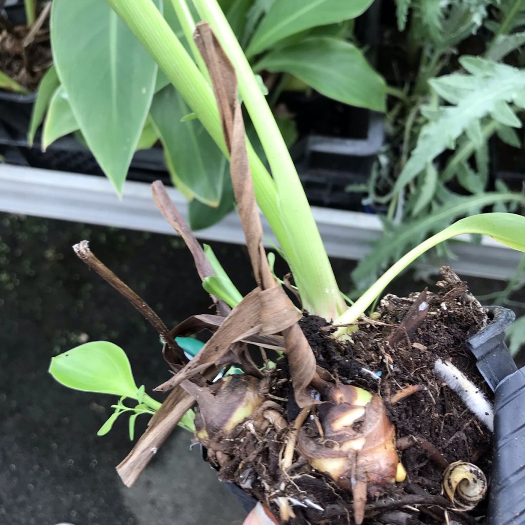 Tarhakanna - Canna edulis
