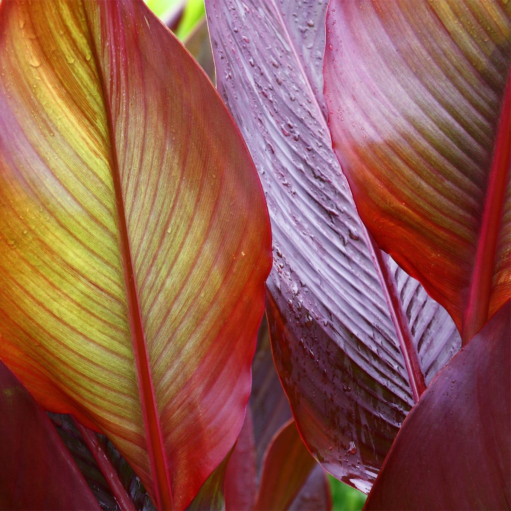 Tarhakanna Red Wine