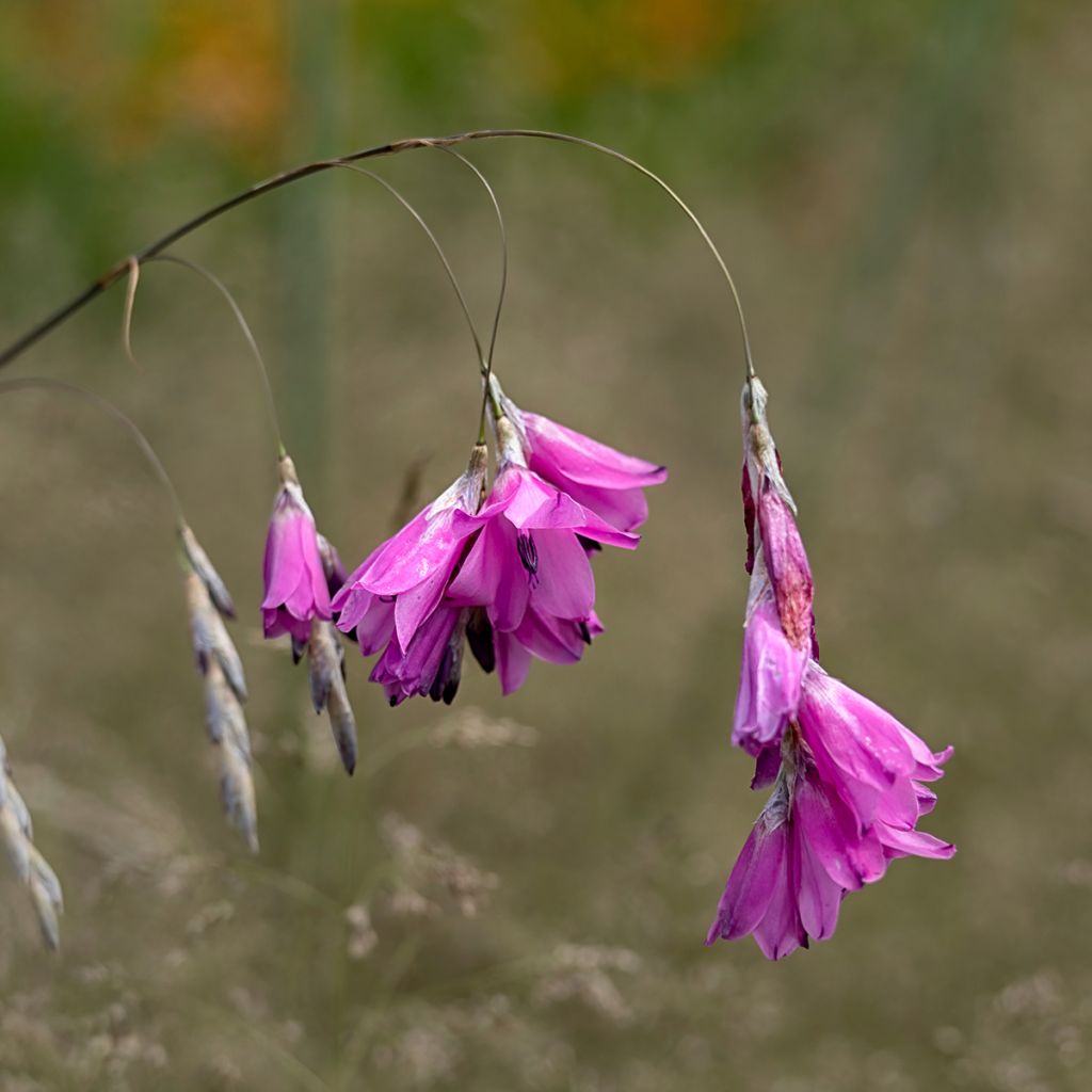 Enkelinkaario - Dierama pulcherrimum