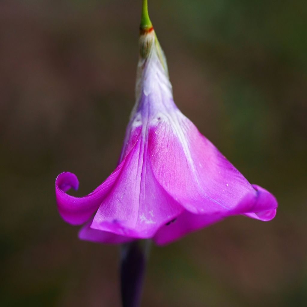 Enkelinkaario - Dierama pulcherrimum