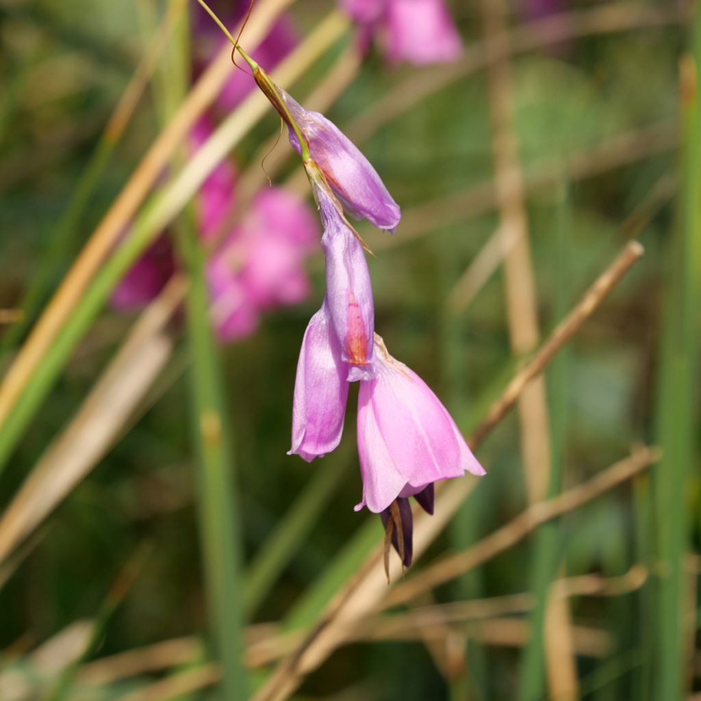 Enkelinkaario - Dierama pulcherrimum