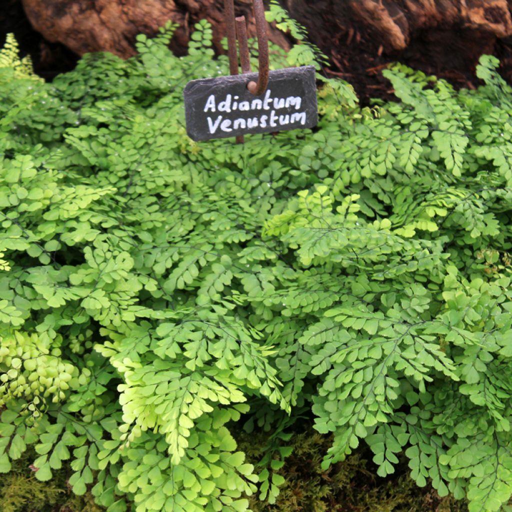 Himalajanadiantumi - Adiantum venustum