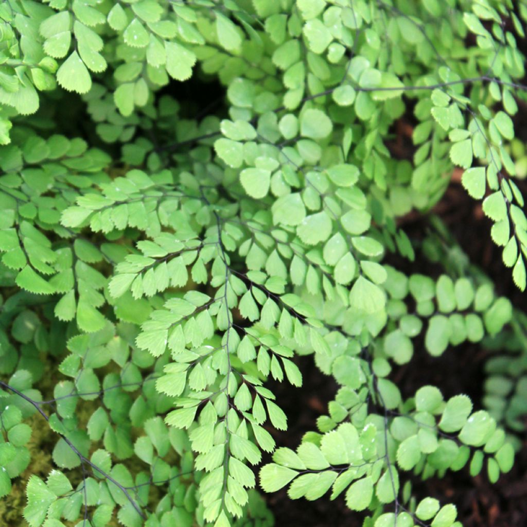 Himalajanadiantumi - Adiantum venustum